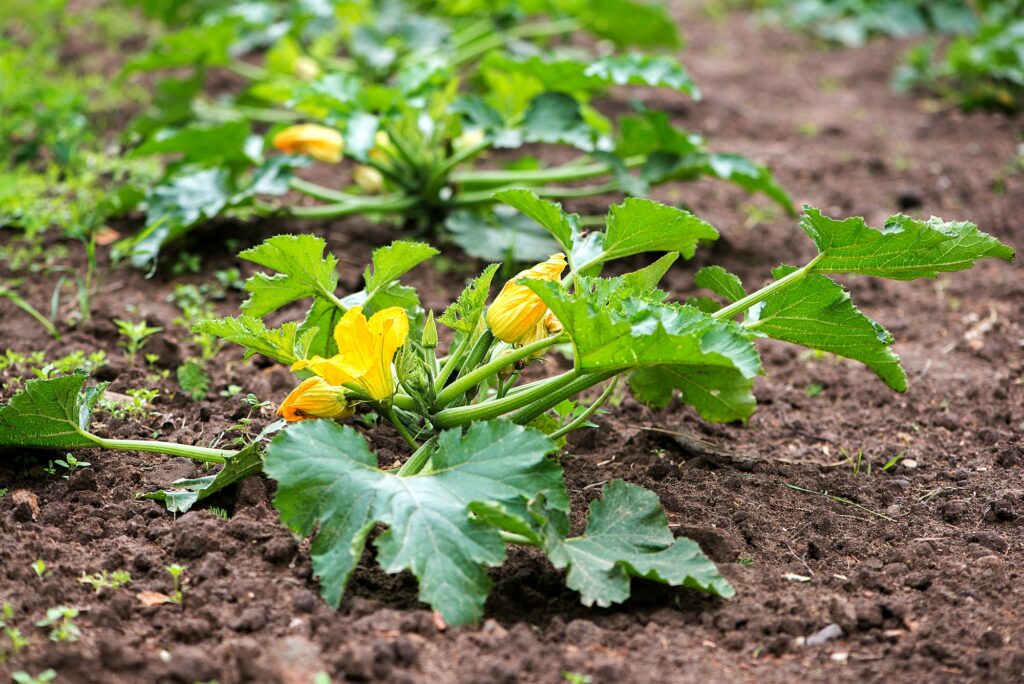 Superbe plant de courgette