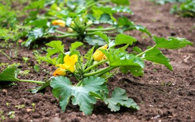 Planter des courgettes : quand et comment faire pour une récolte abondante