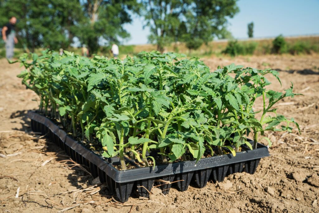 Plants prêts à être plantés au jardin