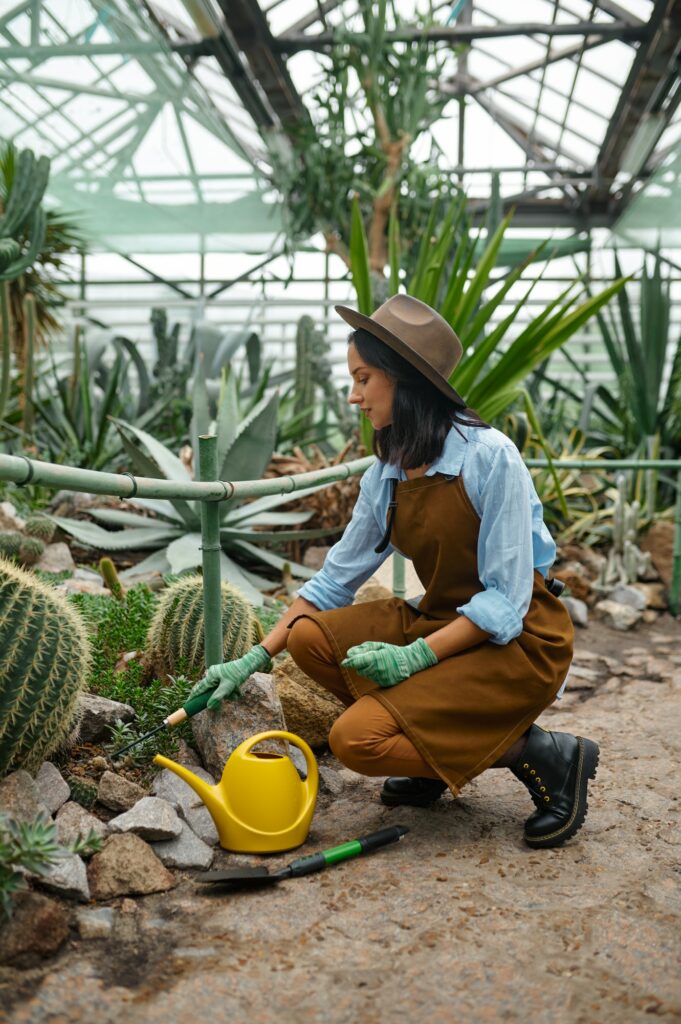 Plantation de cactus