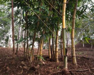 Trouver le sol adapté à la plantation de bambous